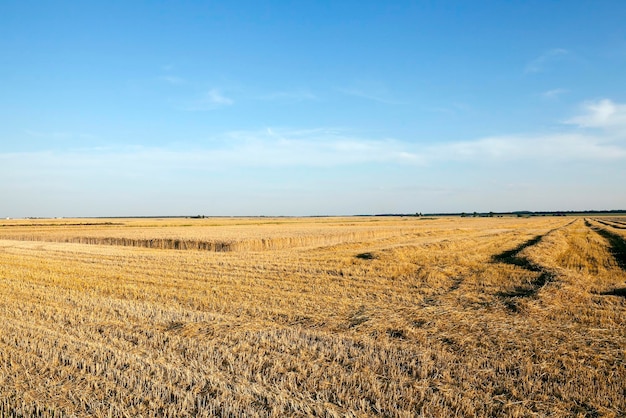 Campo agrícola con cereal