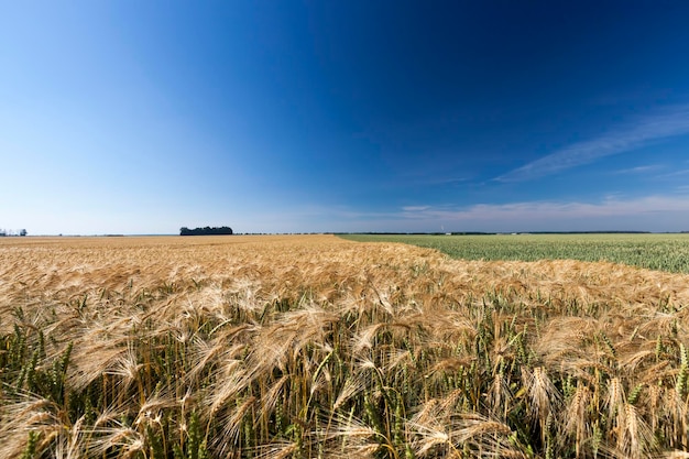 Campo agrícola con cereales amarillos dorados maduros