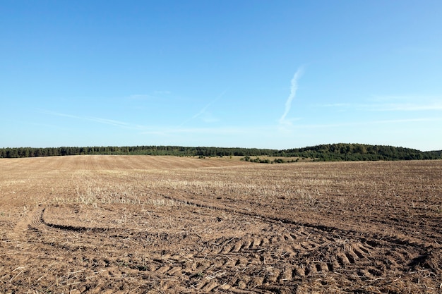 Campo agrícola, cereales - campo agrícola, que se va a cocinar y sobre otras opciones, es decir, ellos mismos causan daño.