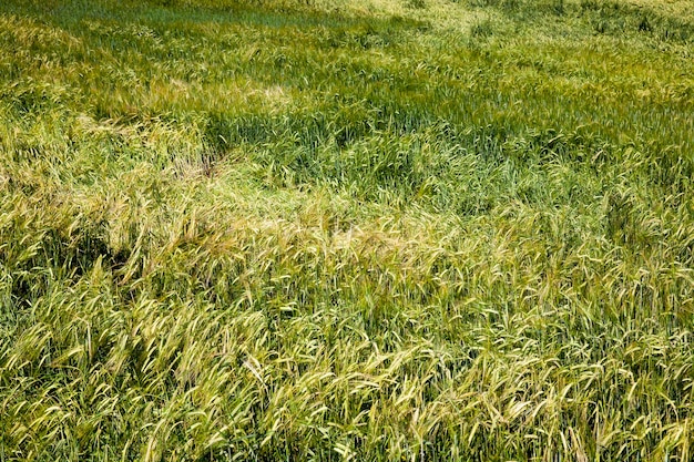 Campo agrícola con cereales verdes inmaduros