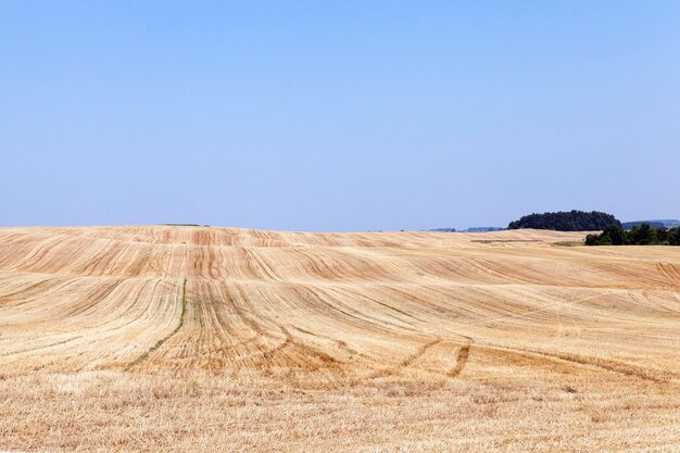 Campo agrícola con cielo azul de trigo una pequeña profundidad de campo