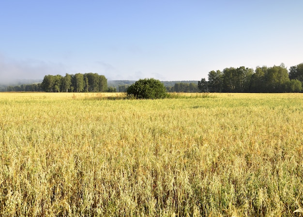 Un campo agrícola bajo un cielo azul.