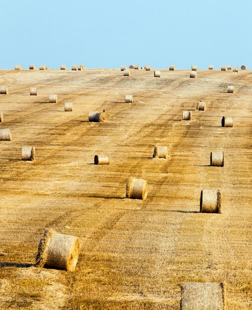 Campo agrícola y el cielo en verano. En el territorio del campo se está cosechando trigo, que ha madurado y amarilleado.