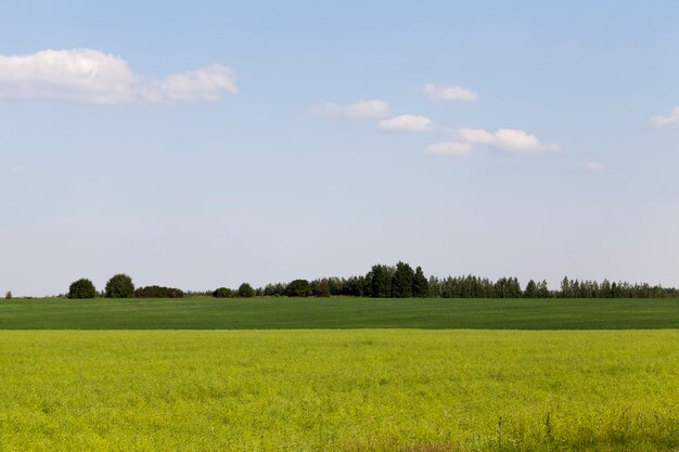 Campo agrícola con colza descolorida