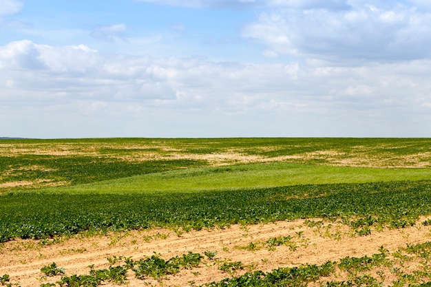 Campo agrícola com beterraba, parte do campo não brotou plantas e havia um solo brilhante, uma paisagem de verão