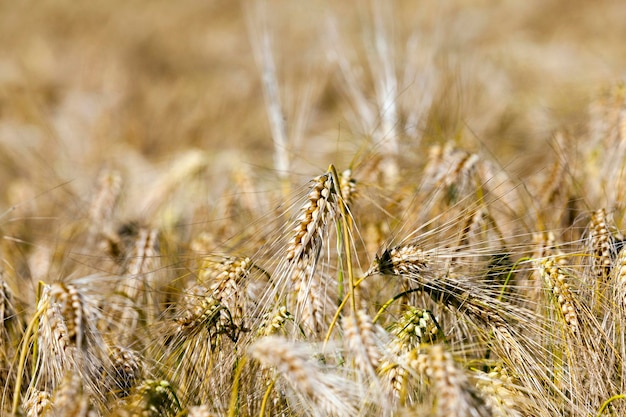 Campo agrícola com cereais amarelos dourados maduros
