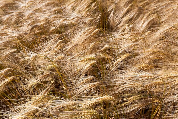 Campo agrícola com cereais amarelos dourados maduros