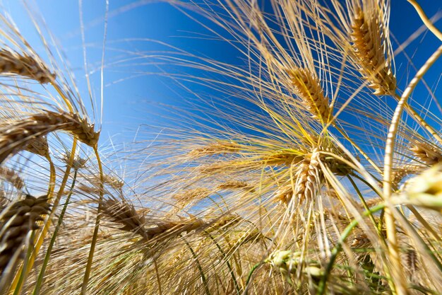 Campo agrícola com cereais amarelos dourados maduros