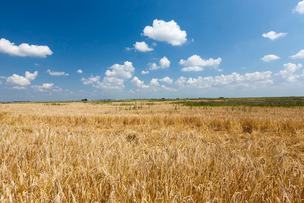 Campo agrícola com cereais amarelos dourados maduros