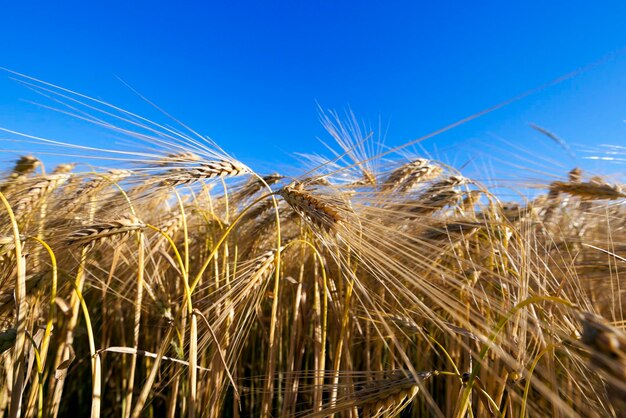 Campo agrícola com cereal