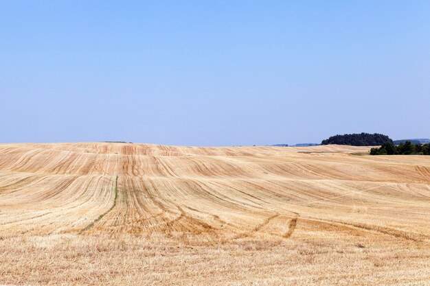 Campo agrícola com céu azul de trigo e uma pequena profundidade de campo