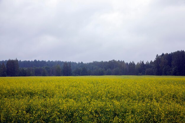 campo agrícola com colza florida, um campo onde são cultivadas plantas de óleo de colza