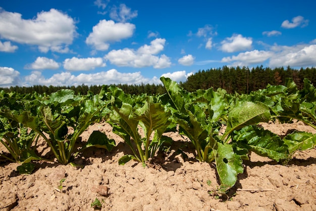 Campo agrícola com cultivo de beterraba sacarina para a produção de açúcar