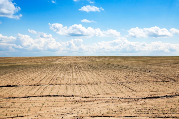 Campo agrícola com cultivo de milho verde.