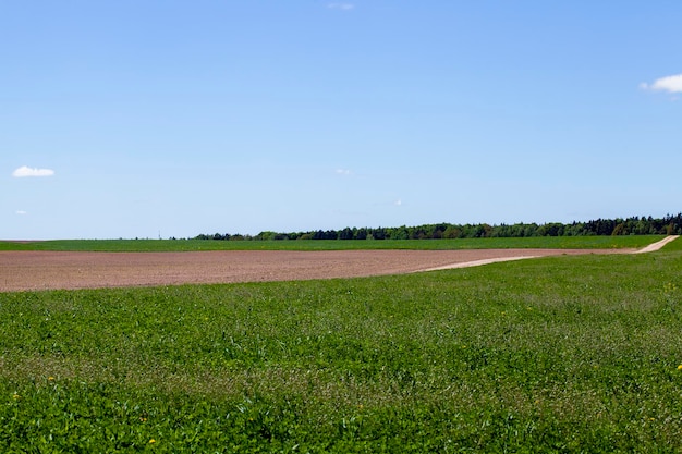 Campo agrícola com grama e outras plantas