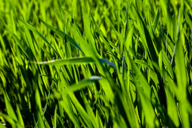 Foto campo agrícola com grama e outras plantas