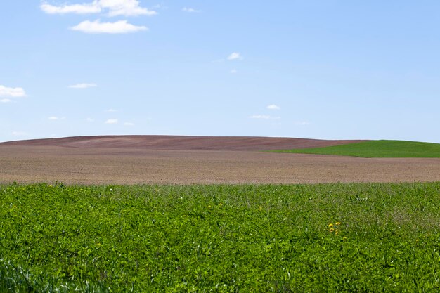 Campo agrícola com grama e outras plantas