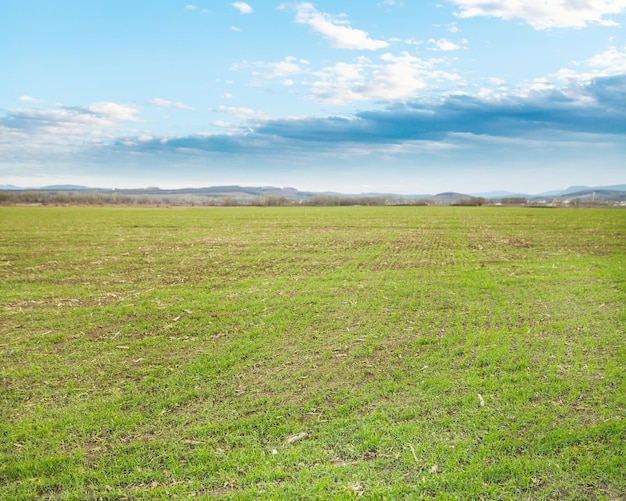 Campo agrícola com grama verde no início da noite de primavera