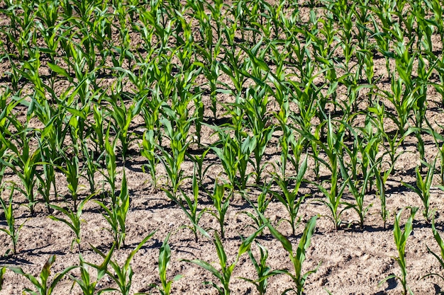 Campo agrícola com milho no solo e lama