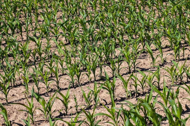 Campo agrícola com milho no solo e lama