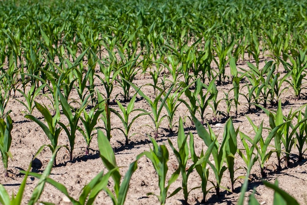 Campo agrícola com milho no solo e lama