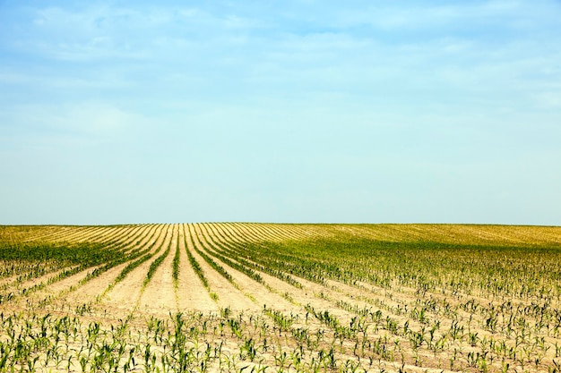 Campo agrícola com milho verde imaturo, céu azul