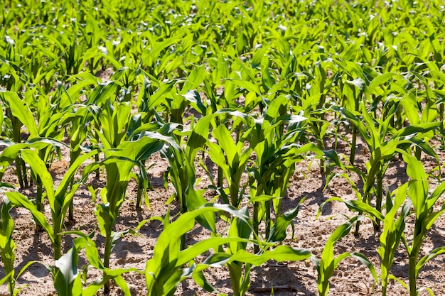 Campo agrícola com milho verde