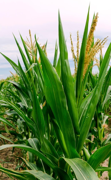 Campo agrícola com milho