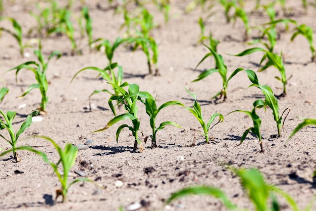 Campo agrícola com milho