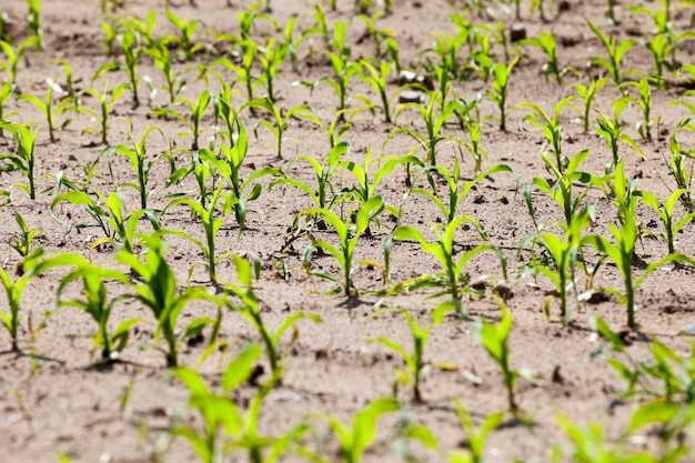 Campo agrícola com milho