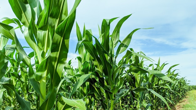 Campo agrícola com mudas de milho em dia de sol