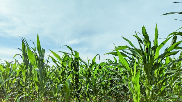 Campo agrícola com mudas de milho em dia de sol