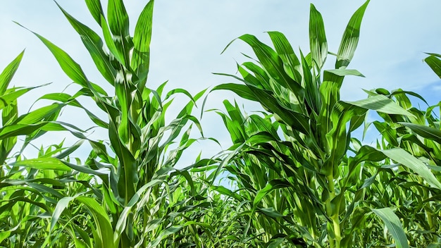 Campo agrícola com mudas de milho em dia de sol