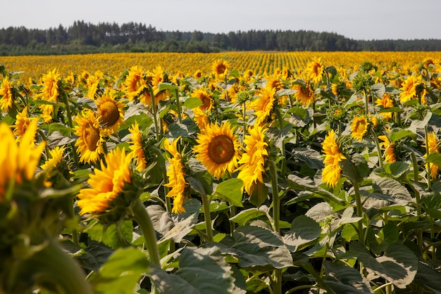 Campo agrícola com muitos girassóis durante a floração