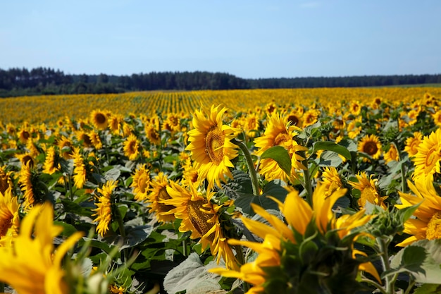 Campo agrícola com muitos girassóis durante a floração