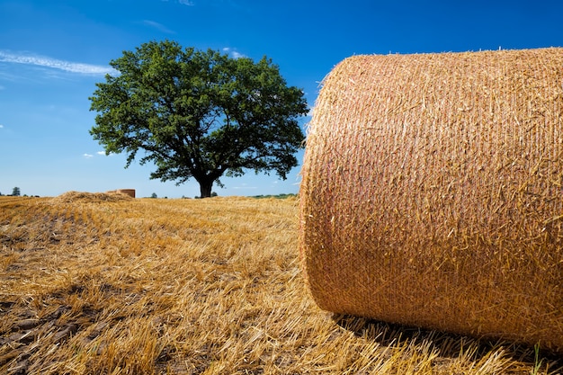 Campo agrícola com palheiros após a colheita do centeio