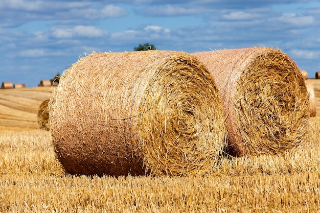 Campo agrícola com pilhas de palha de centeio