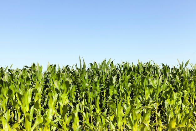 Campo agrícola com plantas de milho verdes, paisagem de verão com céu azul