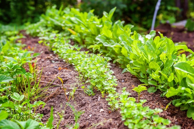 Campo agrícola com salada de alface e salsa no canteiro de uma horta