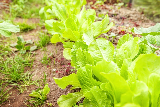 Campo agrícola com salada de alface folha verde na cama do jardim no campo vegetal.