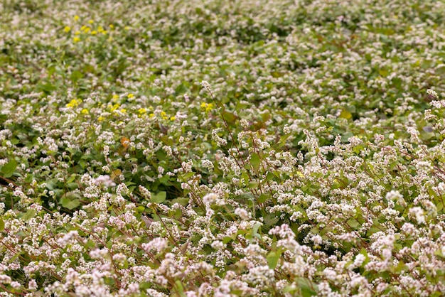 Campo agrícola com trigo mourisco florescendo em tempo nublado