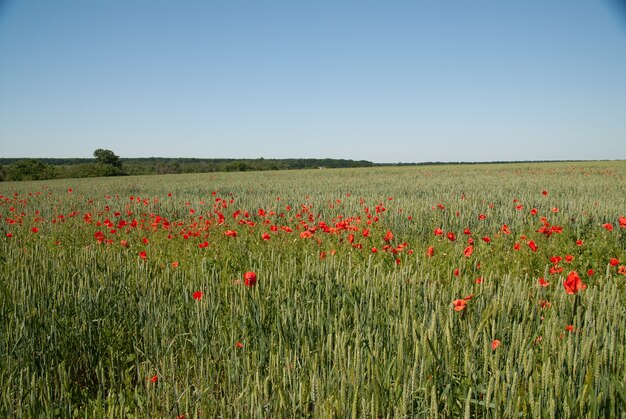 Campo agrícola com trigo verde e áreas de flores de papoula vermelhas desabrochando oh o plano de fundo do horizonte em um dia ensolarado de verão.