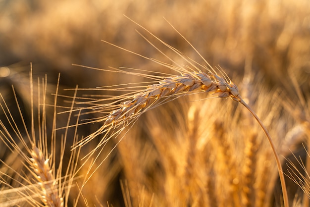 Campo agrícola com trigo