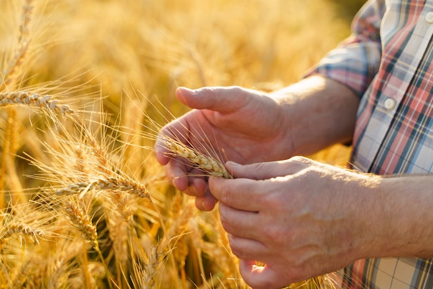 Campo agrícola com trigo