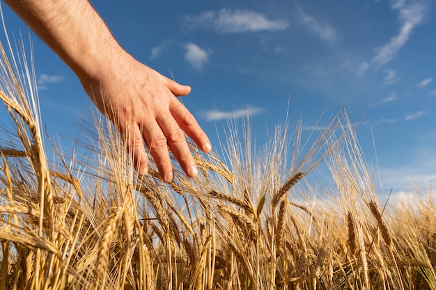 Campo agrícola com trigo