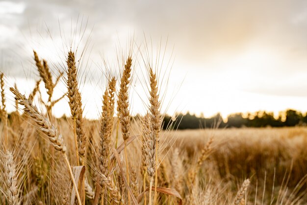 Campo agrícola com trigo