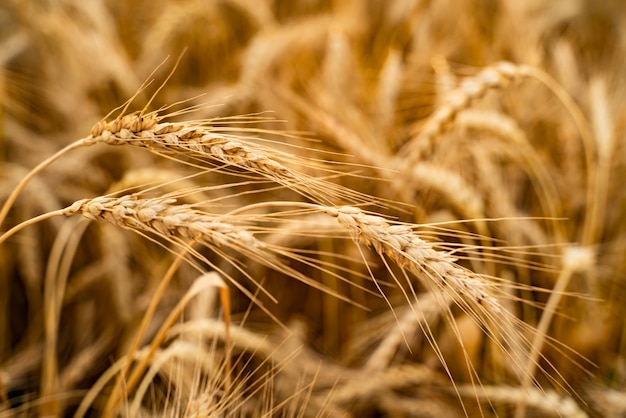 Campo agrícola com trigo