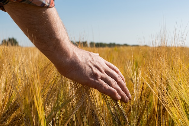 Campo agrícola com trigo