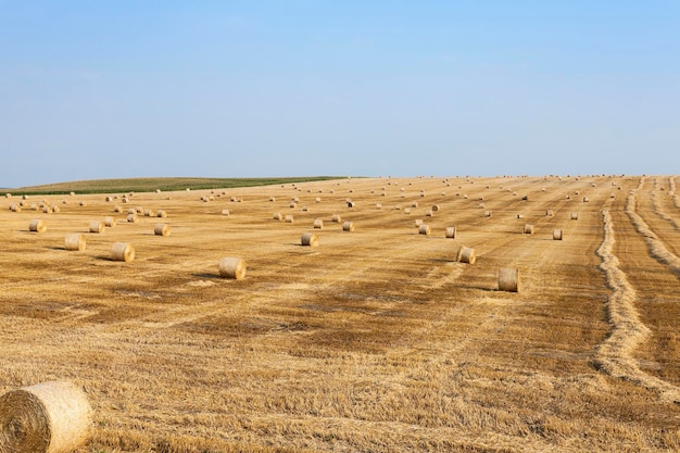 Campo agrícola com trigo