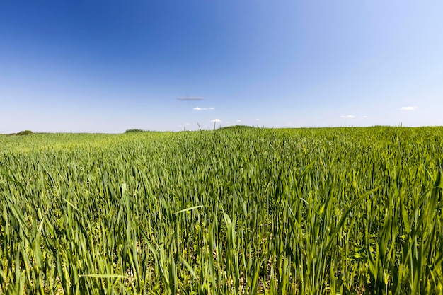 Campo agrícola com um grande número de cereais verdes um grande número de cereais verdes verdes no campo